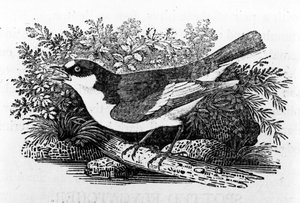 Pied Flycatcher, kuvitus Thomas Bewickin teoksesta "A History of British Birds", julkaistu ensimmäisen kerran 1797