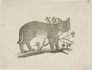Servaali tekijältä Thomas Bewick