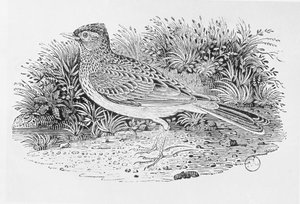 The Skylark (Alauda arvensis) 