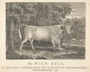 Villi härkä, muinaisen kaledonian rotu, nyt puistossa, Chillingham-Castlessa, Northumberlandissa.