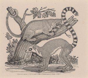 Kaksi lemuria, "General History of Quadrupeds" tekijältä Thomas Bewick