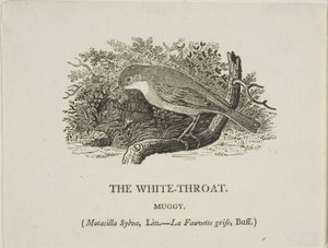 Valkoinen kurkku (lintu) tekijältä Thomas Bewick