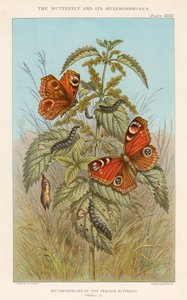 Peacock-perhosen metamorfoosit, 1888