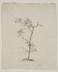 Nuori Hickory tekijältä Thomas Cole