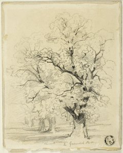 Ches[t]nut in Greenwich Park (Greenwichin puisto)
