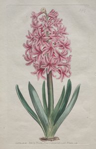 Kasvitieteellinen aikakauslehti tai kukkapuutarha Esitetty: Puutarhahyasintti, 1806. tekijältä Thomas Curtis