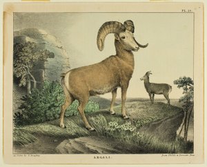 Argali tekijältä Thomas Doughty