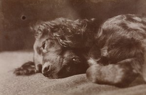 Boyce, setterikoiran muotokuva tekijältä Thomas Eakins