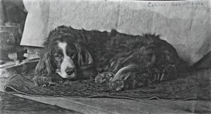 Eakinsin koira Harry, c. 1880-1890. tekijältä Thomas Eakins