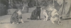 Neljä kissaa, n. 1895. tekijältä Thomas Eakins