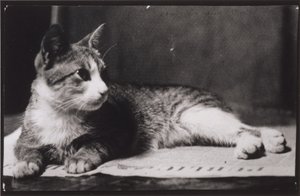Rouva Thomas Eakinsin kissa tekijältä Thomas Eakins
