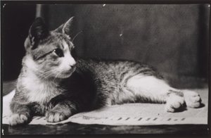 Rouva Thomas Eakinsin kissa, n. 1880-1890. tekijältä Thomas Eakins