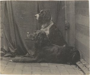 [Thomas Eakinsin koira Harry ja toinen setteri], 1880-luku, 1880-luku. tekijältä Thomas Eakins