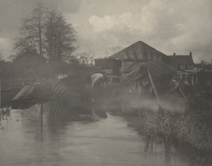 Norfolkin venetelakka,1886 (kuva)