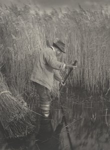 Ruovikonleikkuri työssä,1886 (kuva)