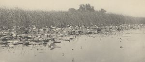 Vesililjat,1886 (kuva)