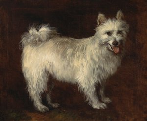 Spitz-koira