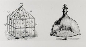 Ampiaisten ja kärpästen ansoja, Thomas Mawsonin teoksesta "The Art and Craft of Garden Making", julkaistu 1900 (kaiverrus) (m/v kuva) tekijältä Thomas Hayton Mawson