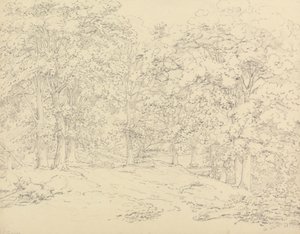 Puut Ashtead Parkissa, Surreyssa