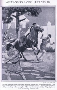 Aleksanterin hevonen Bucephalus: hevonen oli kiiltävän musta ja sen otsassa oli valkoinen tähti, noin 1950 (litografia). tekijältä Thomas Heath Robinson