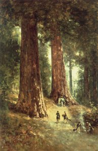 Redwoodsissa, 1899