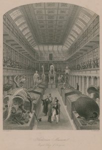 Hunterian Museum, Royal College of Surgeons, Lontoo tekijältä Thomas Hosmer Shepherd