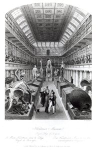 Ang Hunterian Museum, ilustrasyon sa 