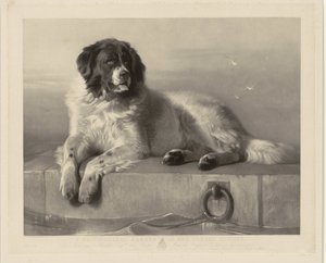 Muotokuva pelastuskoira Bobista makaamassa laiturilla Humane Societyn arvostettu jäsen (otsikko esineessä) tekijältä Thomas Landseer