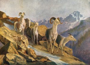 Lammas tulee alas ruokkimaan (värilitografia). tekijältä Thomas Mower Martin