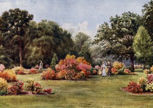 Kew Gardens: Azaleas (väri litho)