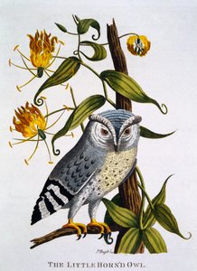 Little Horned Owl, 