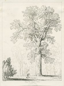 Blithfield - King Oak: kynä- ja mustepiirustus