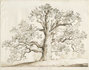 Blithfield - Squitch Oak : kynä ja pesu, 1837
