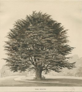 Ingestre - Setripuu: seepiapiirros, nd [?1838]