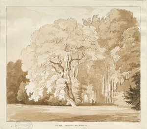 Ingestre - tutkimus puista: seepiapiirros, nd [?1838] (piirustus) tekijältä Thomas Peploe Wood