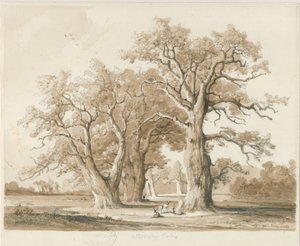 Teddesley Hall - Oak Trees: lyijykynä- ja pesupiirustus, nd [marraskuu 1842] (piirustus)