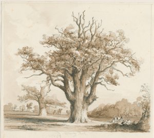 Teddesley Hall - Oak Trees: lyijykynä- ja pesupiirustus, nd [marraskuu 1842]
