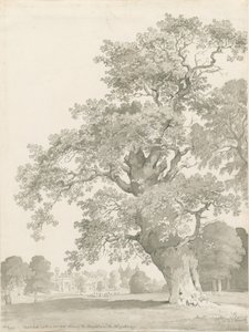 Tixall - Oak Tree: kynä- ja pesupiirustus tekijältä Thomas Peploe Wood