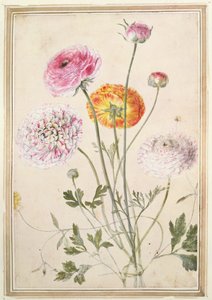 Flower Study, noin 1760