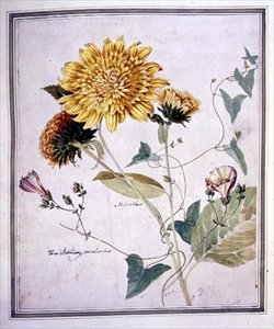 Helianthus ja Convolvulus (akvarelli paperille)