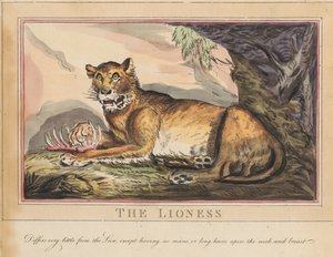 Kahdeksanosainen sarja, jossa on nimilehti. ”Ulkomaiset ja kotimaiset eläimet.” 4. Tiikeri tekijältä Thomas Rowlandson