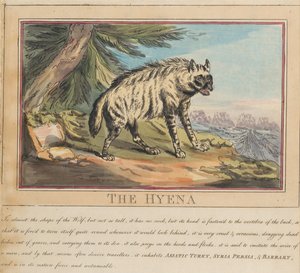 Kahdeksanosainen sarja, jossa on otsikkosivu. ”Ulkomaiset ja kotimaiset eläimet.” 6. Hyeena