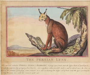Kahdeksan kappaleen sarja, jossa on nimisivu. ”Ulkomaiset ja kotimaiset eläimet.”  7.  Persianilves tekijältä Thomas Rowlandson