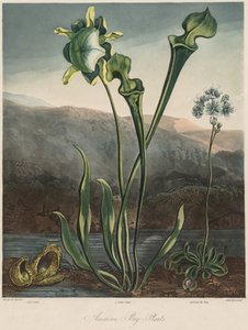 Flora-temppeli: American Bog Plants tekijältä Thomas Sutherland