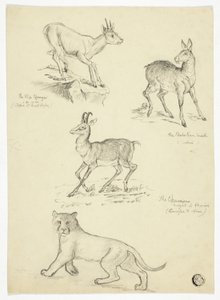 Chamois, Musk, Klipbok ja Lion. tekijältä Thomas Uwins