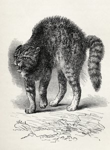 Koiran kauhuissaan kissa, Charles Darwinin teoksesta The Expression of the Emotions in Man and Animals, 1872 (litho)
