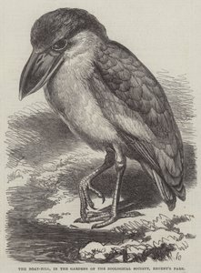 Boat-Bill, Regent