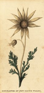 Flanellikukka, Actinotus helianthi. ,1800 (kaiverrus)