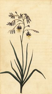 Uuden Etelä-Walesin kalliokukka, Australia. ,1800 (kaiverrus)