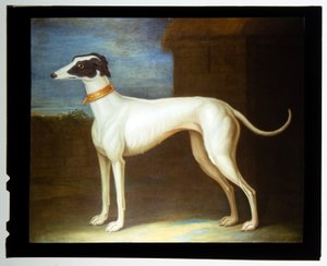 A Favourite Greyhound tekijältä Thomas of Pall Mall Butler